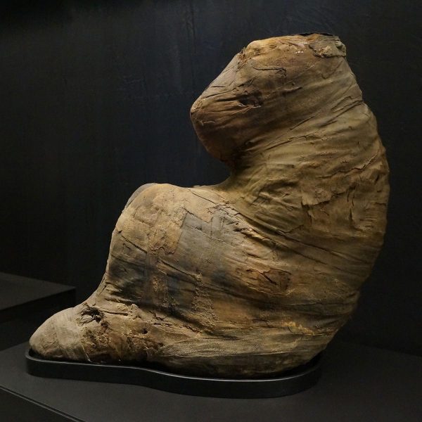 Mummie baviaan