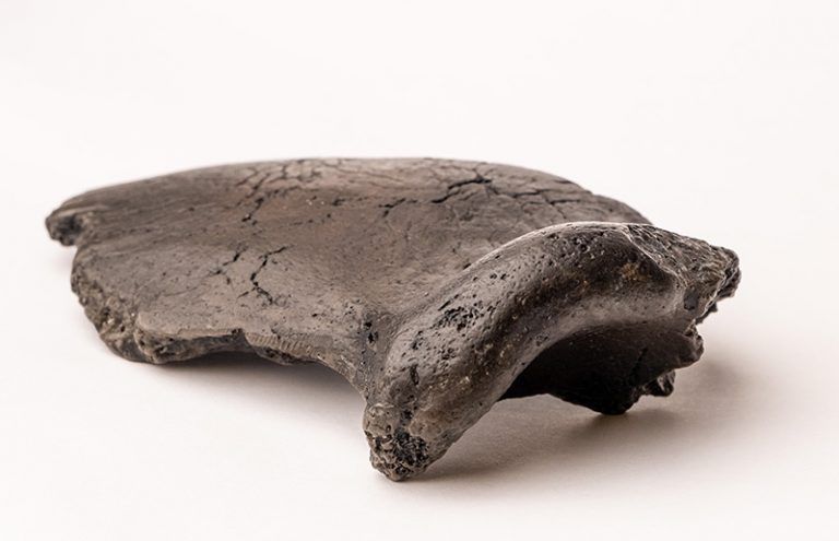 Nederlandse Neanderthaler Krijn fossiel